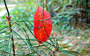 red leaf with green leavs