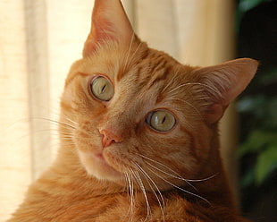 brown tabby cat