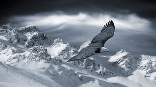 white and black eagle, eagle, mountains, snow, animals