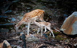 deer with with fawn on brown ground