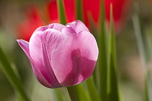 close up photography of pink tulip