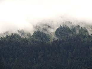 aerial view of the forest during fog