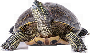 photography of green and brown turtle