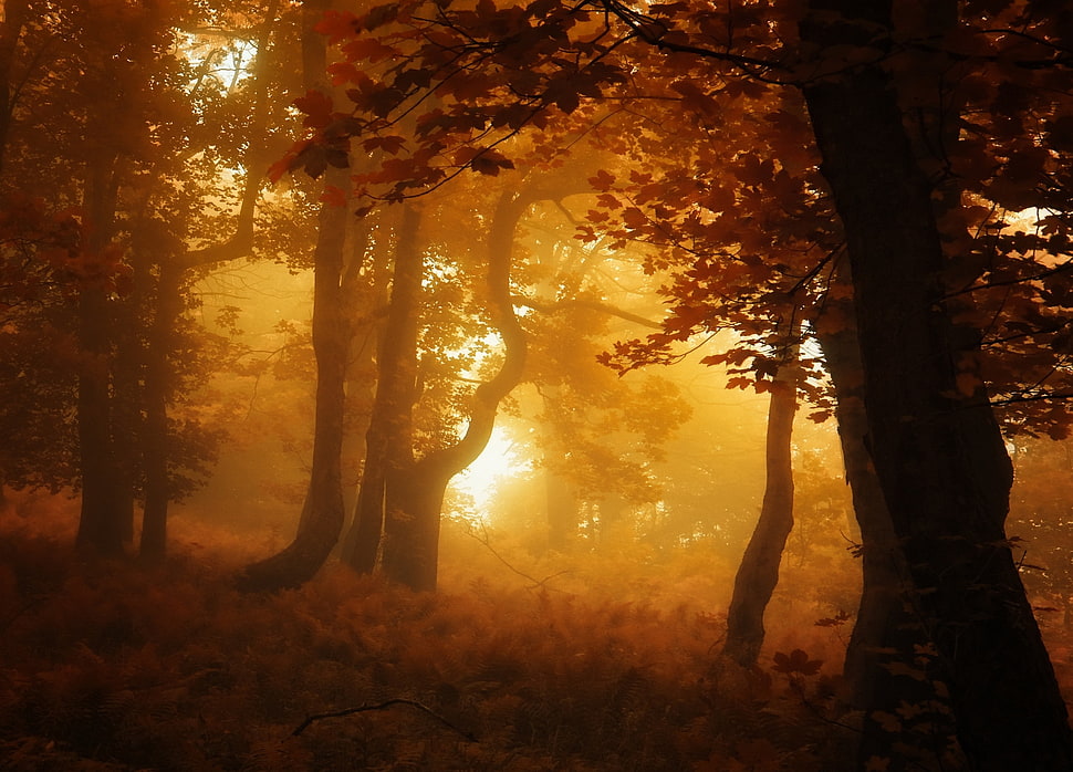 brown trees, nature, forest, mist, leaves HD wallpaper