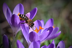 brown honey bee perched on purple flower HD wallpaper