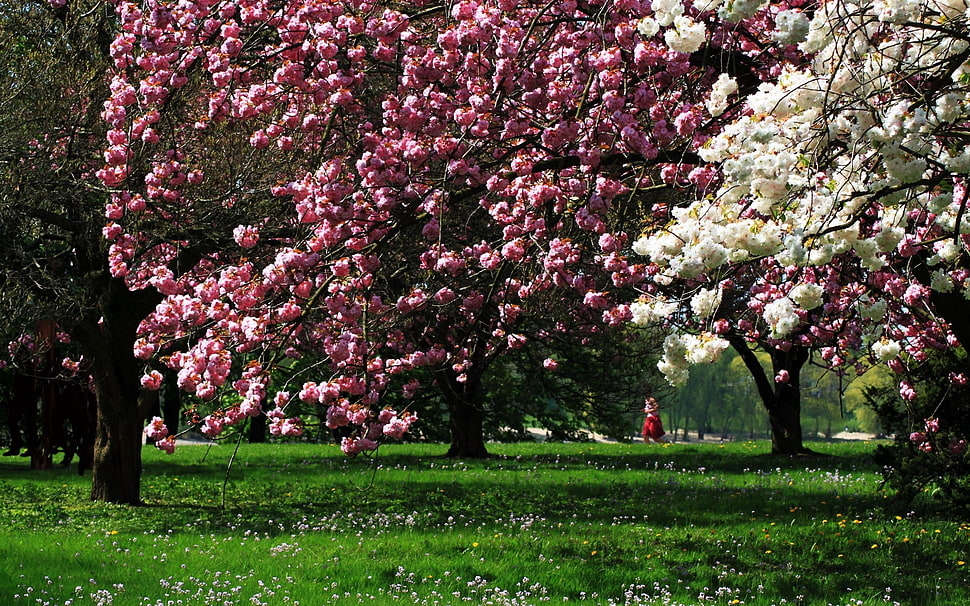 pink and white trees on green grass field HD wallpaper