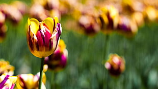 pink and yellow floral textile, nature, tulips, flowers
