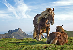 two brown horses, animals