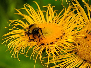 close-up photogrphy of bumble bee and black aphids on yellow petaled flowers