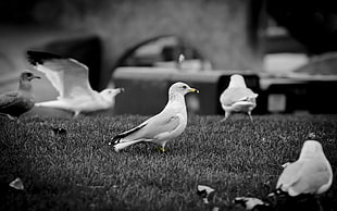 greyscale photo of birds on ground HD wallpaper