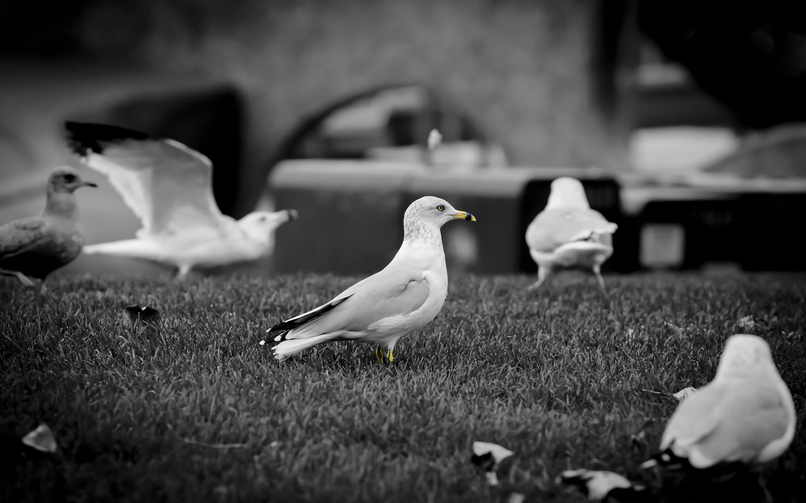 greyscale photo of birds on ground