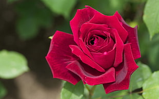 close-up photo of red rose