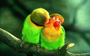 two green and orange birds, birds HD wallpaper