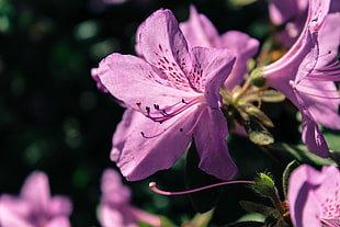 Rhododendron,  Flower,  Petals,  Lilac