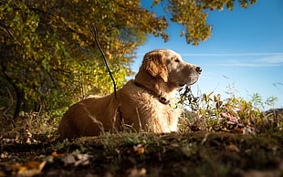 long-coat brown dog on grassy field under tree