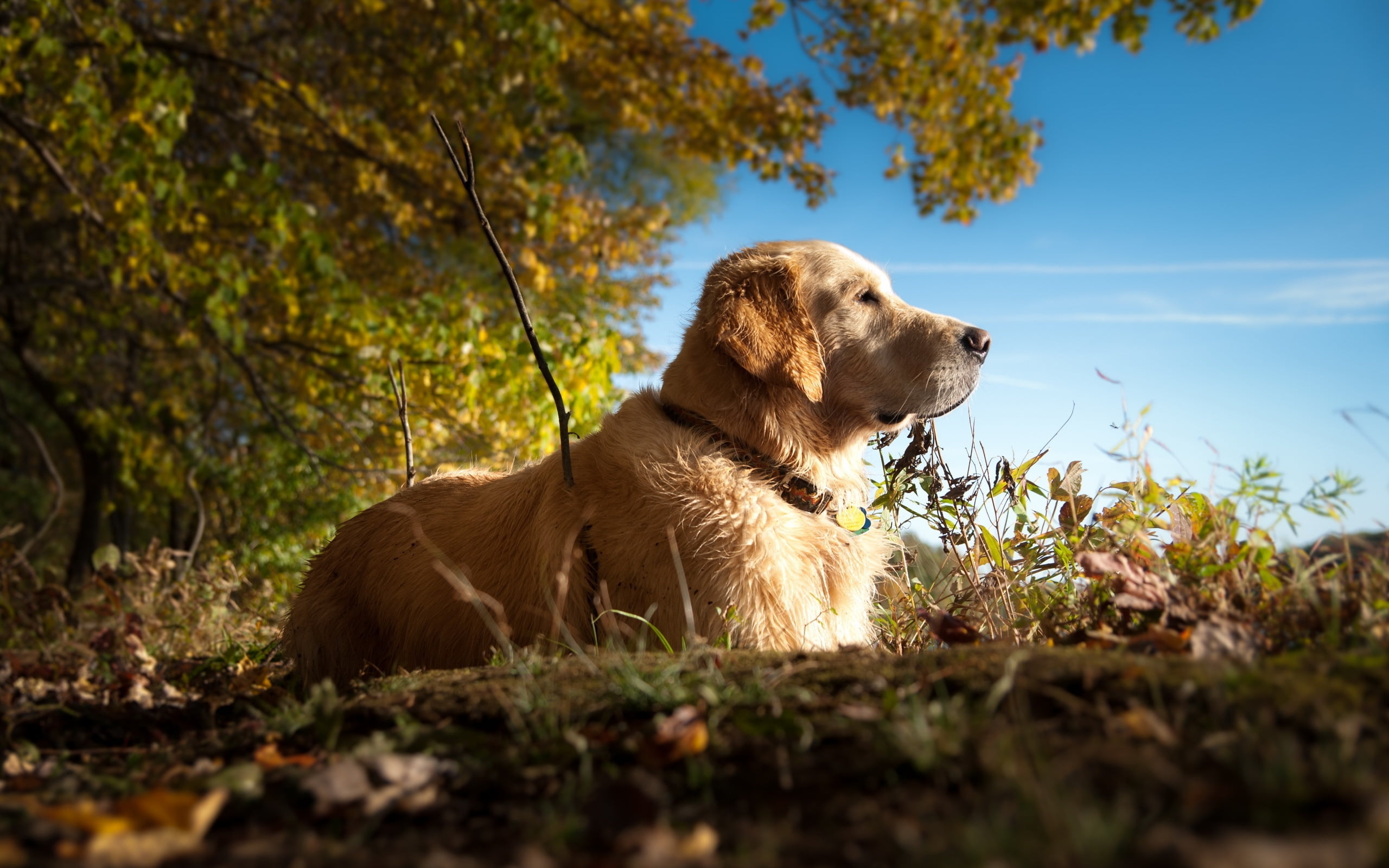 long-coat brown dog on grassy field under tree