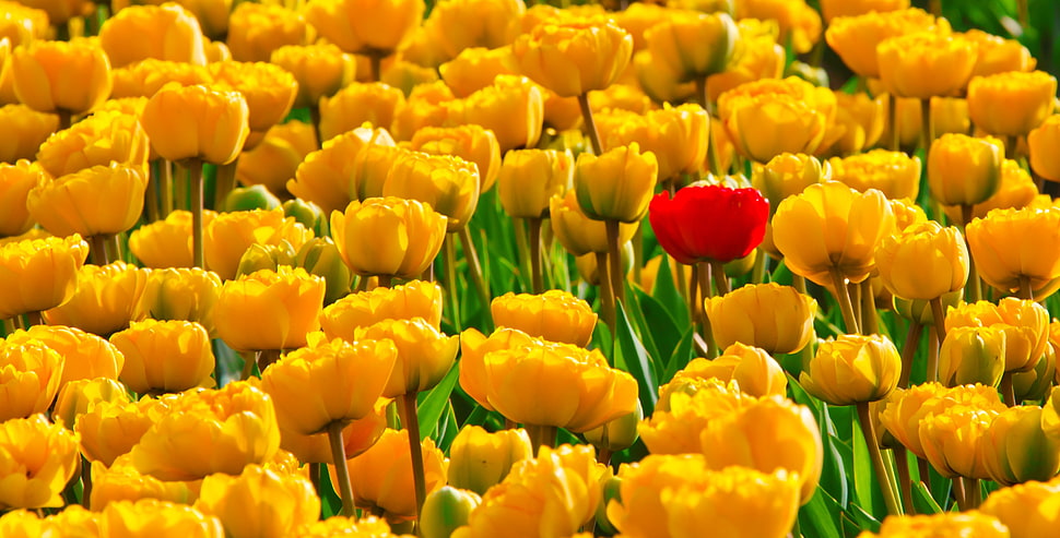 landscape photo of yellow flower field HD wallpaper