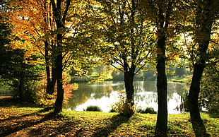 green leaf trees near pond