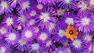 purple Daisy flowers in closeup photo HD wallpaper