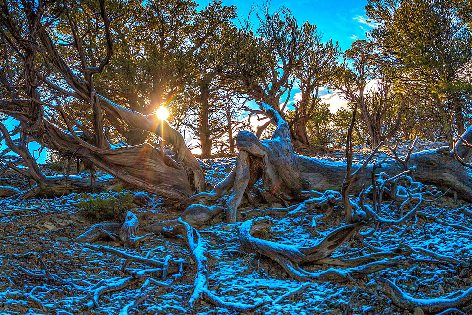 sunlight coming through trees HD wallpaper