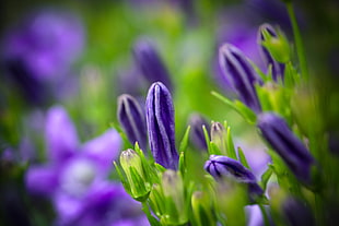 purple trumpet petaled-flowers photography HD wallpaper