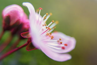 pink Cherry Blossom in bloom macro photo HD wallpaper