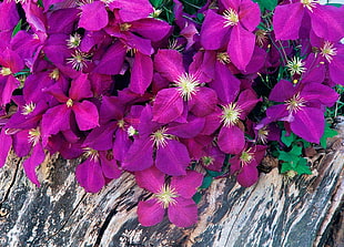 purple flowers on brown wooden board HD wallpaper