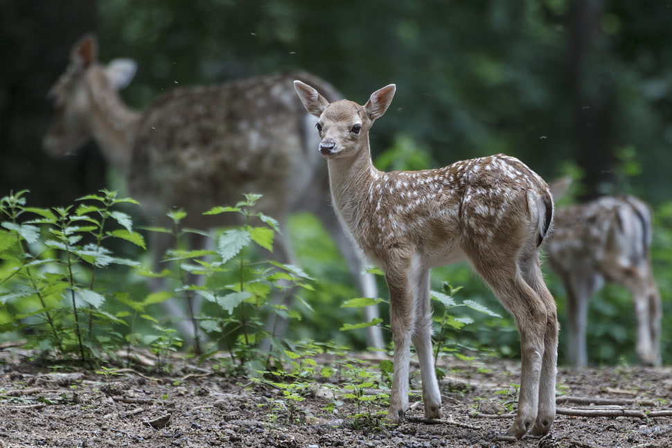 portrait of deer HD wallpaper