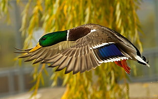 Male Mallard Duck HD wallpaper