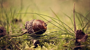 brown acorn, acorns, nuts, grass, nature HD wallpaper