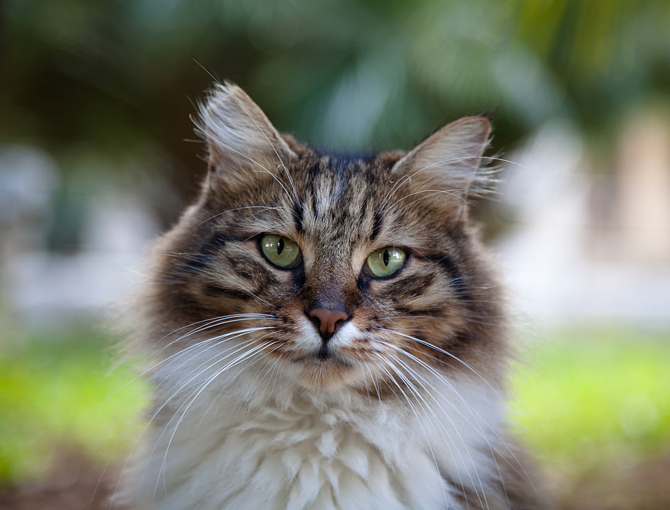 brown tabby cat shadow-depth photography HD wallpaper