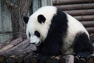 panda animal, Panda, Bear, Sits HD wallpaper