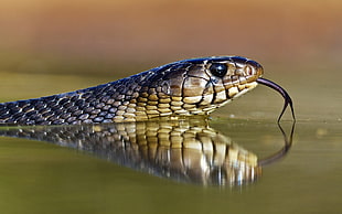 close-up photo of snake on body of water