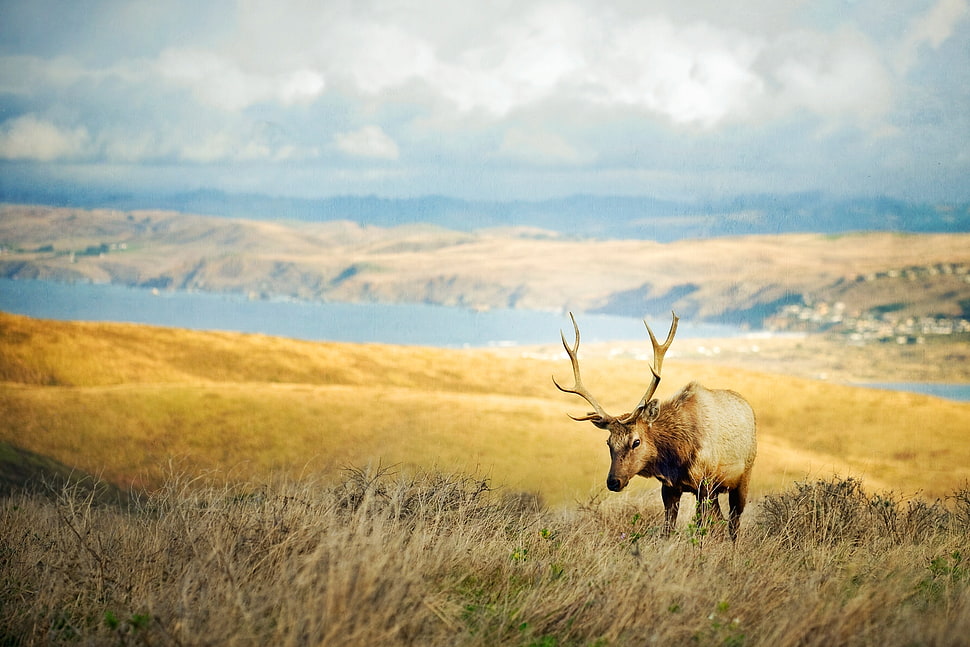 landscape photograph of deer in grasslands HD wallpaper