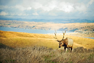 landscape photograph of deer in grasslands
