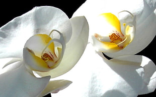 focus photography of white orchid