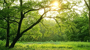 green trees, trees, sunlight, nature HD wallpaper