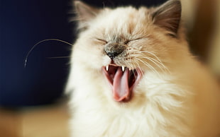 photo of Siamese yawning during daytime