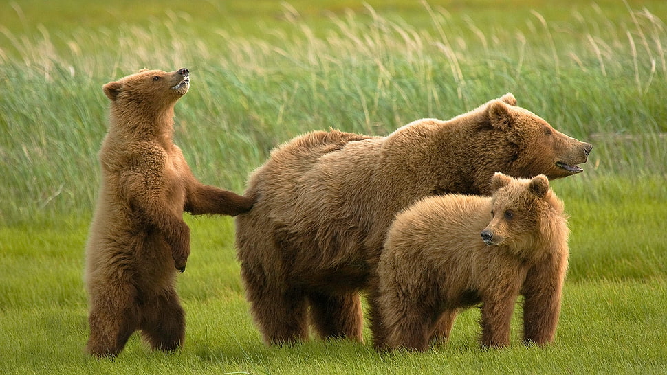 three brown bears on green grass during daytime HD wallpaper