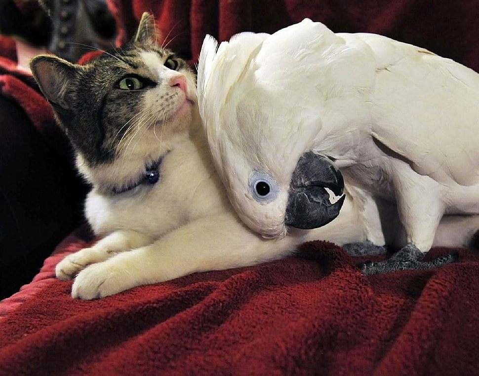 white parrot and white and black tabby cat HD wallpaper