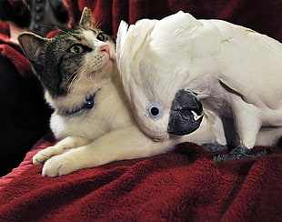 white parrot and white and black tabby cat