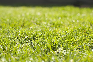 green grass field, grass, nature, green, plants