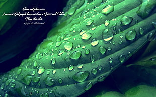 green leafed plant with water drop illustration, Jafar ibn Muhammad, Islam, Imam, green