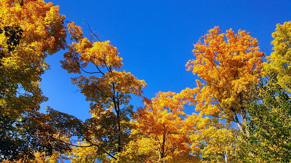yellow and blue flower painting, fall, forest HD wallpaper