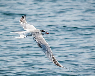 white and grey bird near body of water, common tern