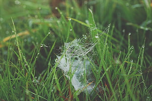 white spider web on green grass HD wallpaper