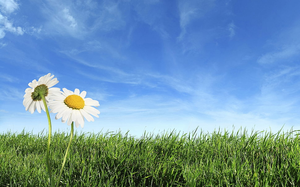 scenery of two white flowers under white and blue sky during daytime HD wallpaper