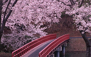 red and gray metal bridge surrounded by pink cherry blossoms