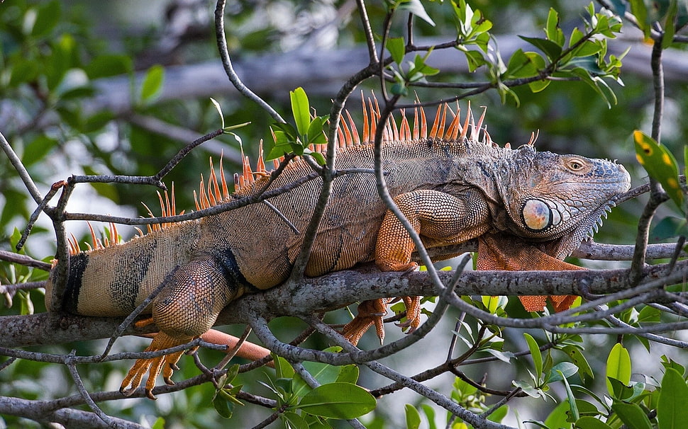 brown bearded dragon on tree brunch HD wallpaper
