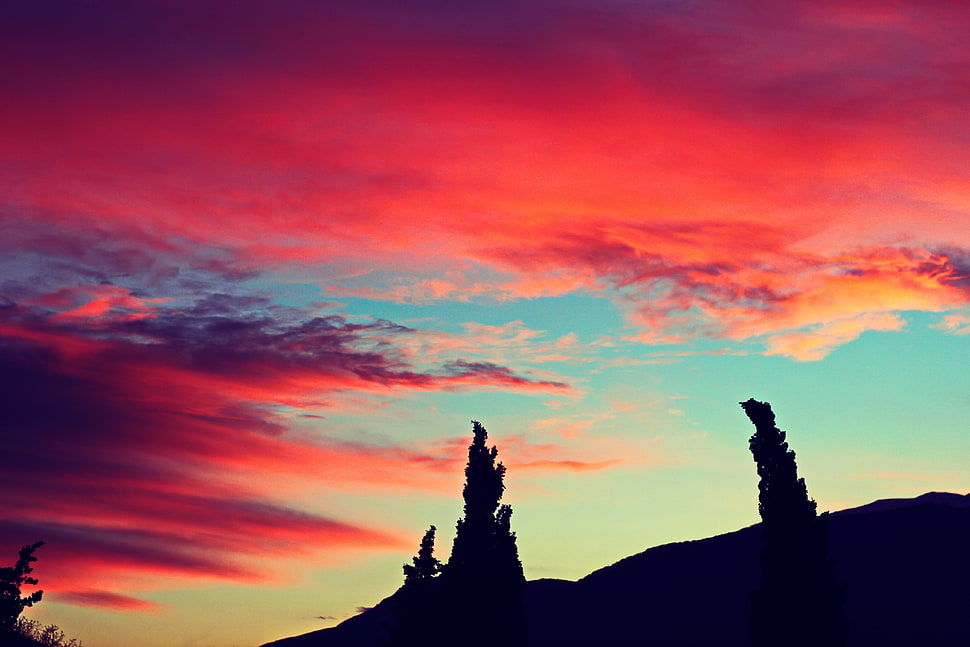 silhouette of trees, sunset, nature HD wallpaper
